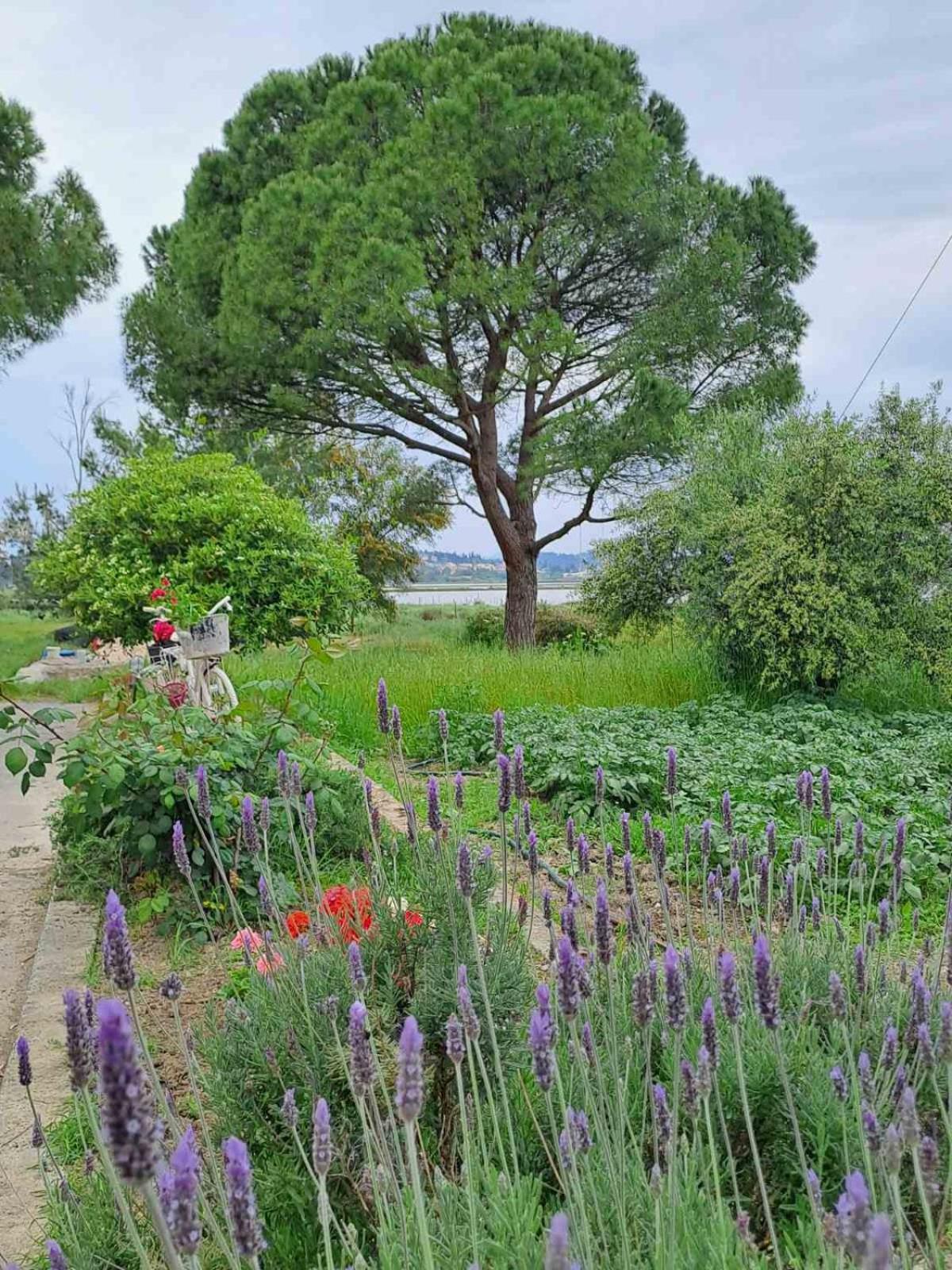 Corfu Lake House Kanoni  Ngoại thất bức ảnh